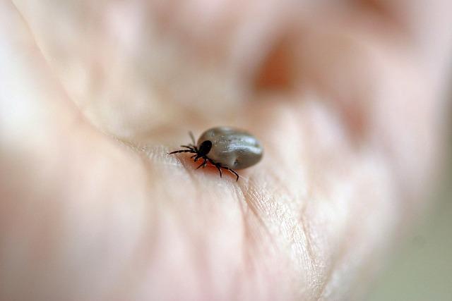 Jaká zdravotní rizika mohou být spojena s vnitřním ultrazvukem během těhotenství?