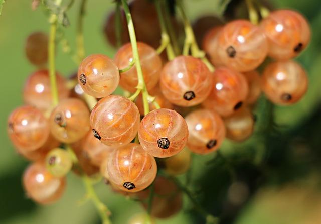 Antioxidační vlastnosti bylinného čaje