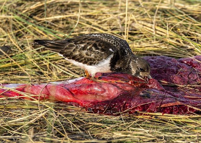 Možná rizika spojená s placentou po porodu a jak jim předcházet