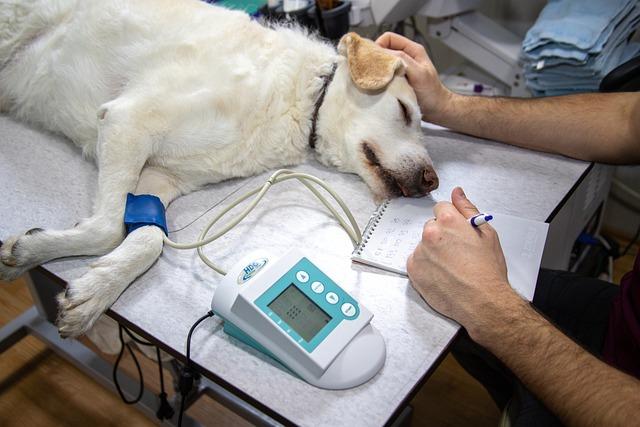 Jaké vyšetření a procedury provádí nejlepší gynekolog v Olomouci